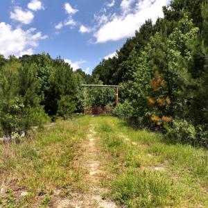 Photo #5 of 5799 Tolarsville Road , Saint Pauls , NC 439.0 acres