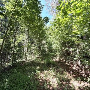 Photo #51 of 5799 Tolarsville Road , Saint Pauls , NC 439.0 acres