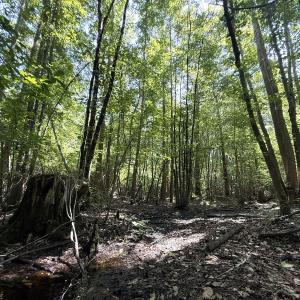 Photo #55 of 5799 Tolarsville Road , Saint Pauls , NC 439.0 acres
