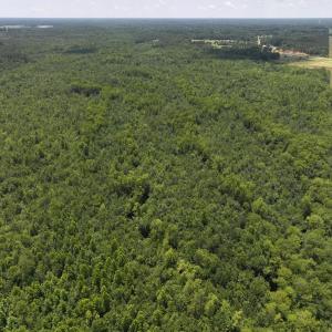 Photo #56 of 5799 Tolarsville Road , Saint Pauls , NC 439.0 acres