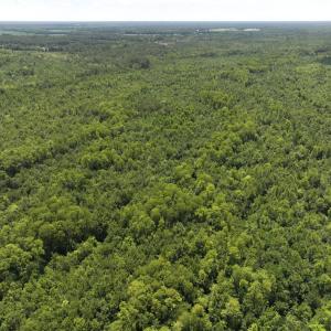 Photo #58 of 5799 Tolarsville Road , Saint Pauls , NC 439.0 acres
