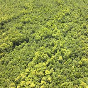Photo #60 of 5799 Tolarsville Road , Saint Pauls , NC 439.0 acres