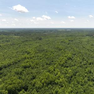 Photo #61 of 5799 Tolarsville Road , Saint Pauls , NC 439.0 acres