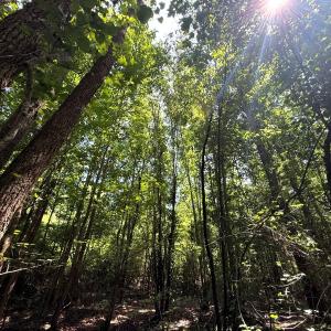 Photo #65 of 5799 Tolarsville Road , Saint Pauls , NC 439.0 acres