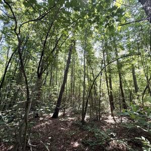 Photo #66 of 5799 Tolarsville Road , Saint Pauls , NC 439.0 acres