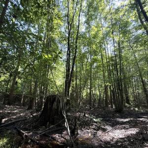 Photo #67 of 5799 Tolarsville Road , Saint Pauls , NC 439.0 acres