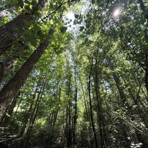 Photo #68 of 5799 Tolarsville Road , Saint Pauls , NC 439.0 acres
