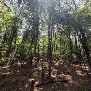 Photo #69 of 5799 Tolarsville Road , Saint Pauls , NC 439.0 acres