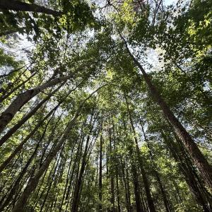 Photo #70 of 5799 Tolarsville Road , Saint Pauls , NC 439.0 acres