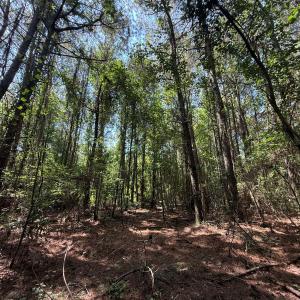 Photo #71 of 5799 Tolarsville Road , Saint Pauls , NC 439.0 acres