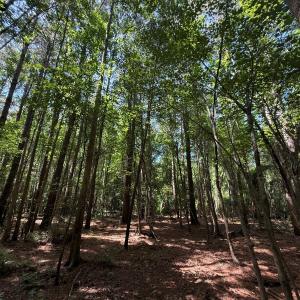 Photo #72 of 5799 Tolarsville Road , Saint Pauls , NC 439.0 acres