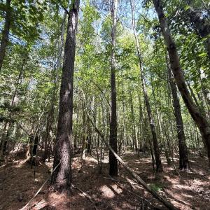 Photo #73 of 5799 Tolarsville Road , Saint Pauls , NC 439.0 acres