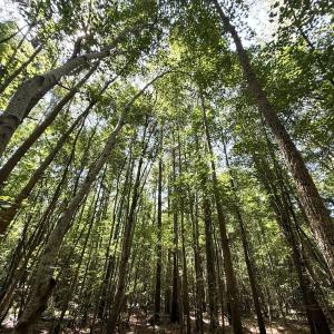 Photo #74 of 5799 Tolarsville Road , Saint Pauls , NC 439.0 acres