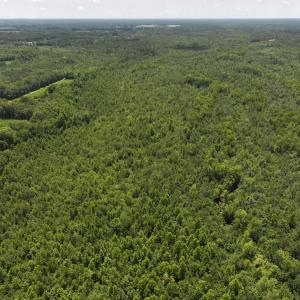 Photo #77 of 5799 Tolarsville Road , Saint Pauls , NC 439.0 acres