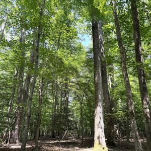 Photo #21 of Off Hilltop Lane, Smithfield, VA 19.1 acres