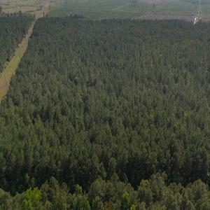 Photo #12 of Off Barbee Rd, Richlands , NC 97.0 acres
