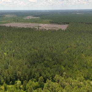 Photo #13 of Off Barbee Rd, Richlands , NC 97.0 acres