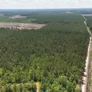 Photo #15 of Off Barbee Rd, Richlands , NC 97.0 acres