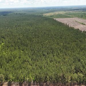 Photo #17 of Off Barbee Rd, Richlands , NC 97.0 acres