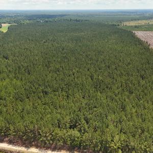 Photo #18 of Off Barbee Rd, Richlands , NC 97.0 acres