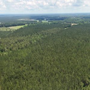 Photo #20 of Off Barbee Rd, Richlands , NC 97.0 acres
