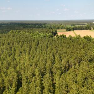 Photo #22 of Off Barbee Rd, Richlands , NC 97.0 acres