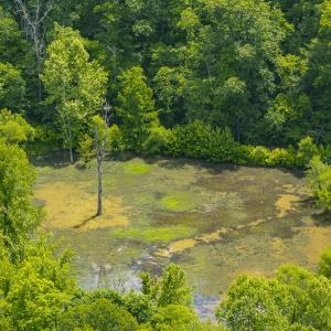 Photo #71 of 390 Line Creek Farm Road, Yanceyville, NC 123.1 acres