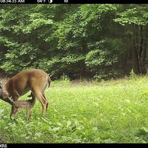 Photo #74 of 390 Line Creek Farm Road, Yanceyville, NC 123.1 acres