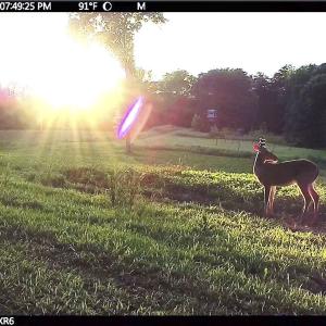 Photo #79 of 390 Line Creek Farm Road, Yanceyville, NC 123.1 acres