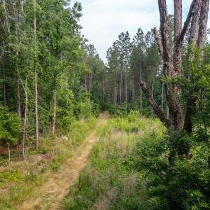 Photo #10 of Off Chip Road, Mount Gilead, NC 76.1 acres