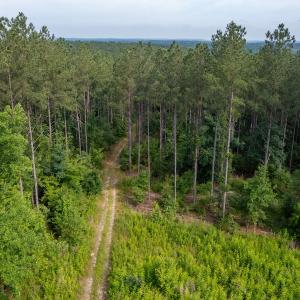 Photo #11 of Off Chip Road, Mount Gilead, NC 76.1 acres