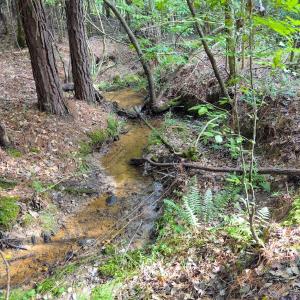 Photo #12 of Off Chip Road, Mount Gilead, NC 76.1 acres