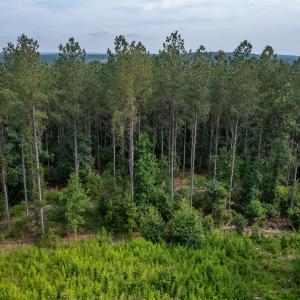 Photo #20 of Off Chip Road, Mount Gilead, NC 76.1 acres