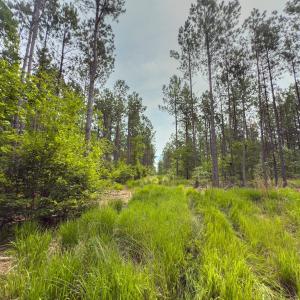 Photo #21 of Off Chip Road, Mount Gilead, NC 76.1 acres