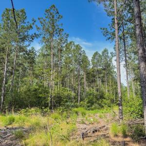 Photo #24 of Off Chip Road, Mount Gilead, NC 76.1 acres