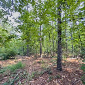 Photo #25 of Off Chip Road, Mount Gilead, NC 76.1 acres
