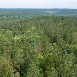 Photo #27 of Off Chip Road, Mount Gilead, NC 76.1 acres