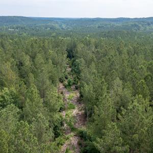 Photo #28 of Off Chip Road, Mount Gilead, NC 76.1 acres