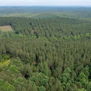 Photo #29 of Off Chip Road, Mount Gilead, NC 76.1 acres