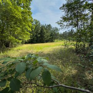 Photo #30 of Off Chip Road, Mount Gilead, NC 76.1 acres