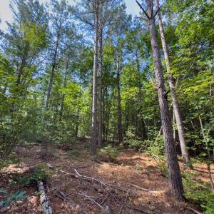 Photo #31 of Off Chip Road, Mount Gilead, NC 76.1 acres