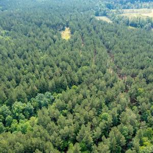 Photo #33 of Off Chip Road, Mount Gilead, NC 76.1 acres