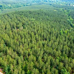 Photo #34 of Off Chip Road, Mount Gilead, NC 76.1 acres