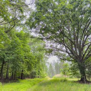 Photo #9 of Off Chip Road, Mount Gilead, NC 76.1 acres