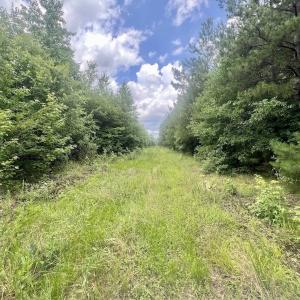 Photo #12 of Off Shields Commissary Road, Scotland Neck, NC 300.0 acres