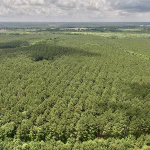 Photo #14 of Off Shields Commissary Road, Scotland Neck, NC 300.0 acres