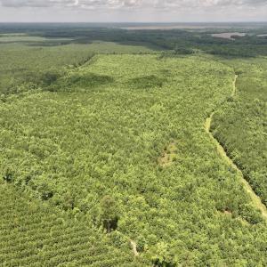 Photo #18 of Off Shields Commissary Road, Scotland Neck, NC 300.0 acres