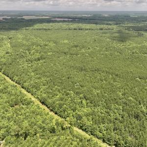 Photo #19 of Off Shields Commissary Road, Scotland Neck, NC 300.0 acres