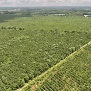 Photo #20 of Off Shields Commissary Road, Scotland Neck, NC 300.0 acres