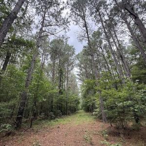 Photo #22 of Off Shields Commissary Road, Scotland Neck, NC 300.0 acres